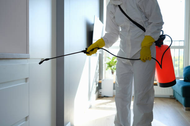 Attic Mold Removal in Oak Park Heights, MN